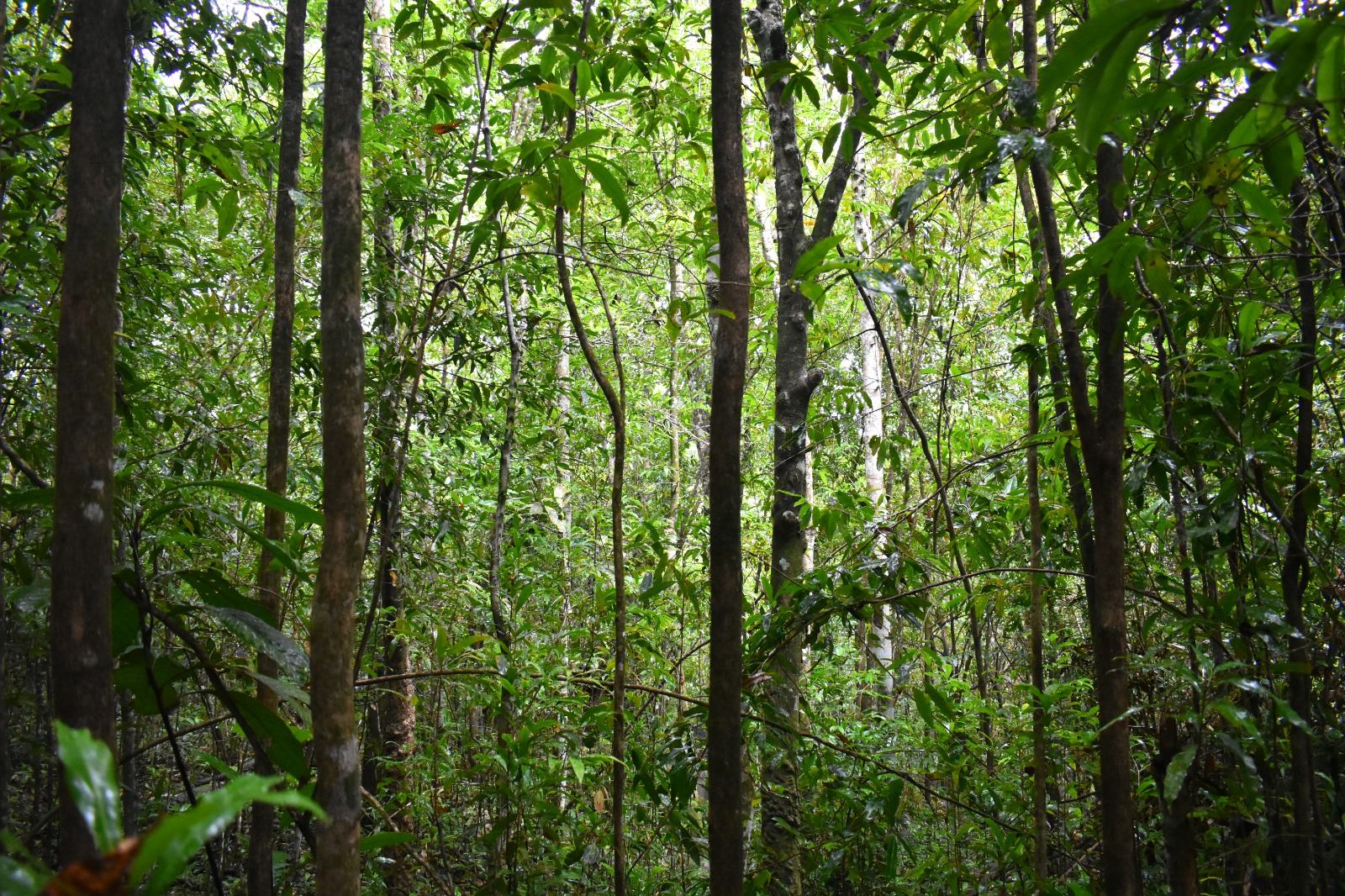 Manarala nature trail